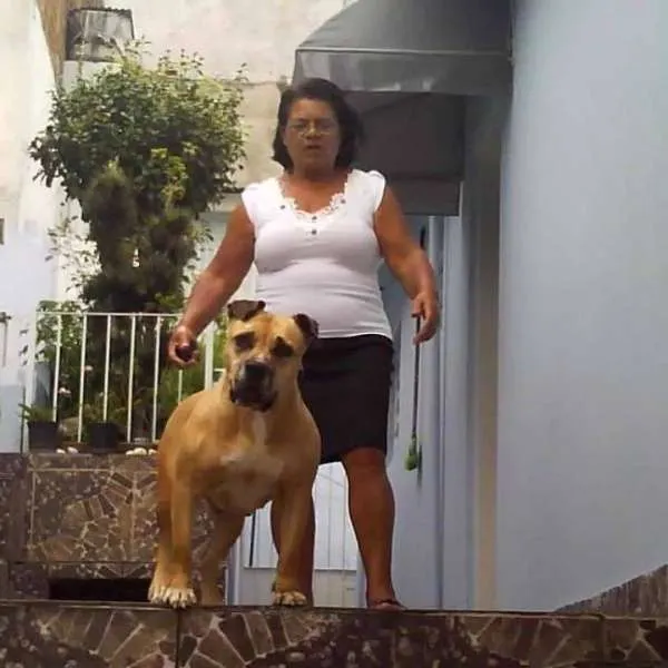 Cachorro ra a Pit-Bull idade 6 ou mais anos nome honda
