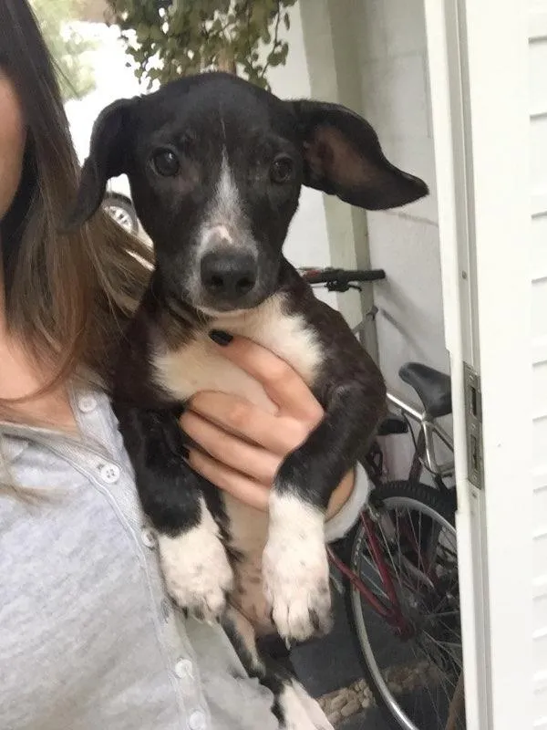 Cachorro ra a SRD idade 2 a 6 meses nome João 