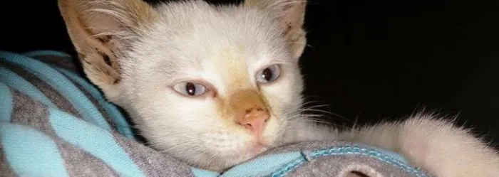 Gato ra a SRD idade  nome Coquinho