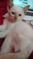 Coquinho