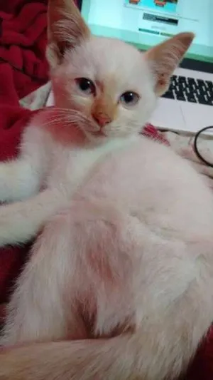 Gato raça SRD idade  nome Coquinho