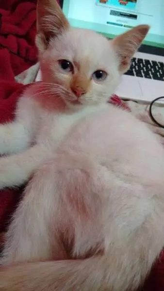 Gato ra a SRD idade  nome Coquinho