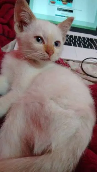 Gato ra a SRD idade  nome Coquinho