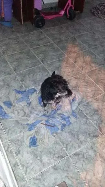 Cachorro raça VIRALATA idade 1 ano nome DOQUI