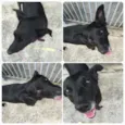 Neguinho