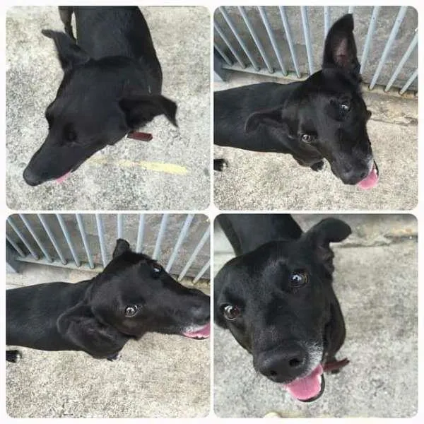 Cachorro ra a Vira lata idade 5 anos nome Neguinho