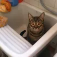 Lila