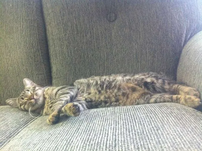 Gato ra a "vira-lata" idade 1 ano nome Lila