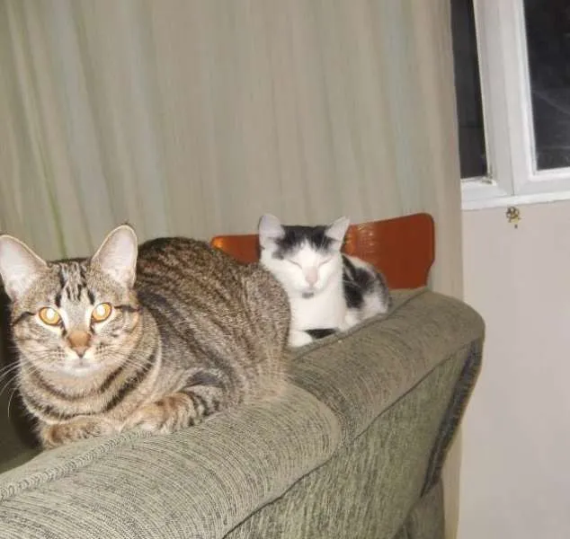 Gato ra a "vira-lata" idade 1 ano nome Lila