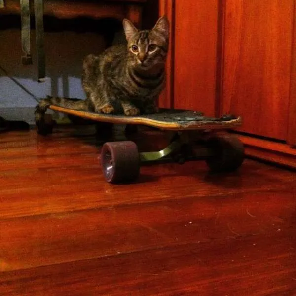 Gato ra a "vira-lata" idade 1 ano nome Lila