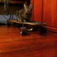 Lila