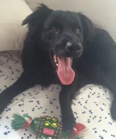 Cachorro ra a Mestiço idade 1 ano nome Nero