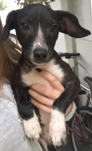 Cachorro raça SRD idade 2 a 6 meses nome João 