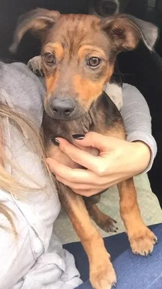 Cachorro ra a SRD idade 2 a 6 meses nome Jonny