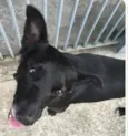 Neguinho