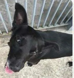 Cachorro ra a Vira lata idade 5 anos nome Neguinho