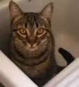 Lila