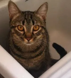 Gato raça "vira-lata" idade 1 ano nome Lila