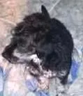 Cachorro raça VIRALATA idade 1 ano nome DOQUI