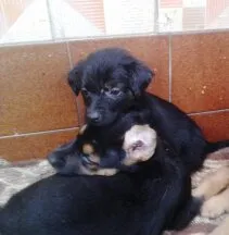 Cachorro ra a SRD idade Abaixo de 2 meses nome sem nome