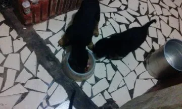 Cachorro ra a SRD idade Abaixo de 2 meses nome sem nome