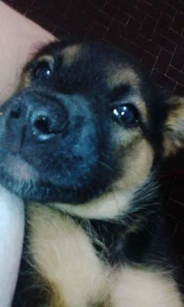 Cachorro ra a SRD idade Abaixo de 2 meses nome sem nome