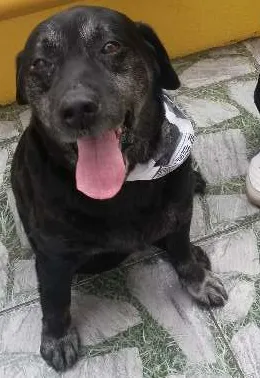 Cachorro ra a Labrador idade 6 ou mais anos nome THOR