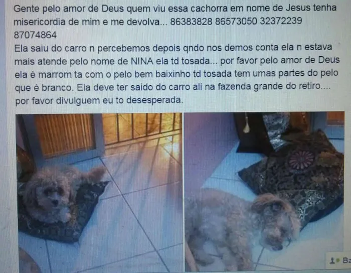 Cachorro raça MINI POODLE idade 6 ou mais anos nome NINA SACRAMENTO GRA
