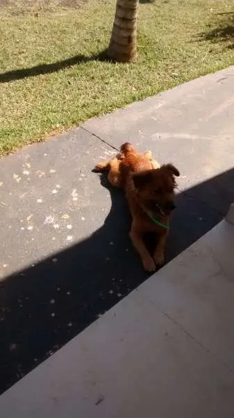Cachorro ra a  idade 2 anos nome Marrom e Branca