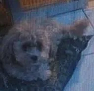 Cachorro raça MINI POODLE idade 6 ou mais anos nome NINA SACRAMENTO GRA