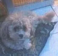 Cachorro raça MINI POODLE idade 6 ou mais anos nome NINA SACRAMENTO GRA