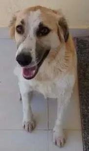 Cachorro ra a  idade 2 anos nome Marrom e Branca