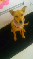 bob