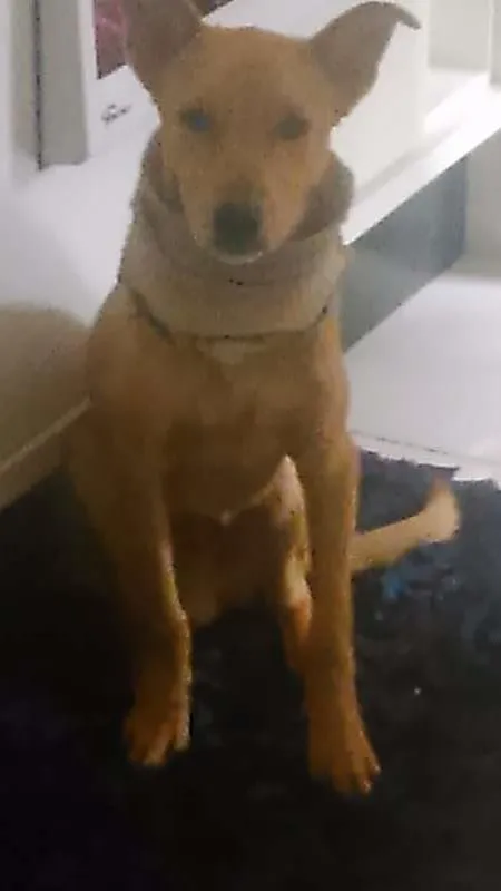 Cachorro ra a  idade 2 anos nome bob