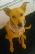 bob