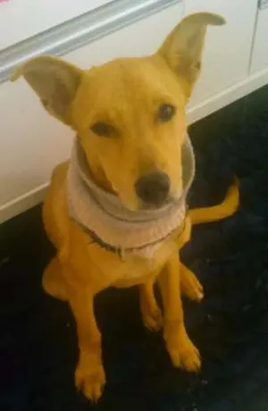 Cachorro raça  idade 2 anos nome bob