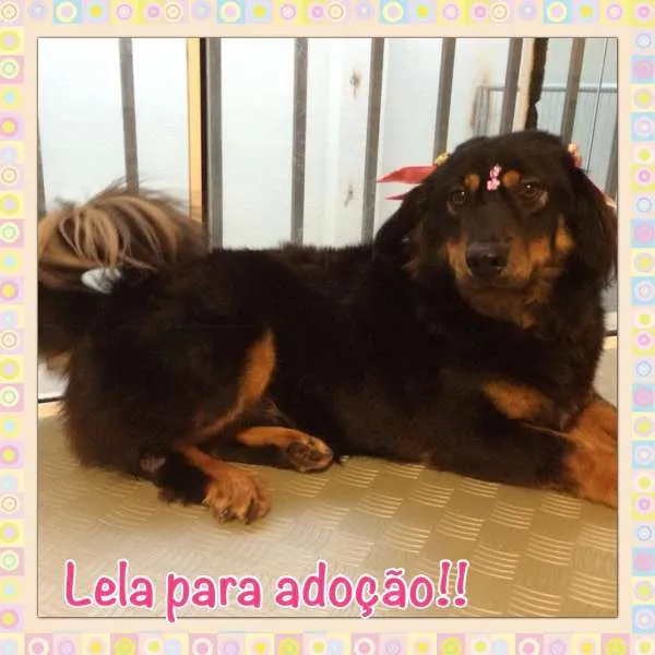 Cachorro ra a srd idade 1 ano nome Lela