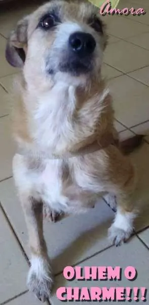 Cachorro raça SRD idade 3 anos nome Amora
