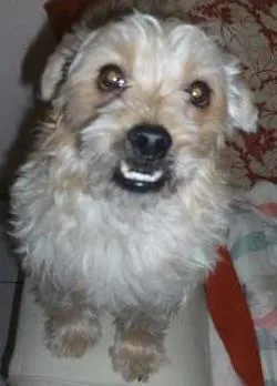 Cachorro raça SRD idade 2 anos nome sem nome