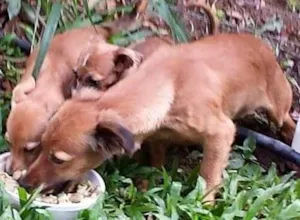 Cachorro raça  idade 2 a 6 meses nome Filhotes fêmeas (Da