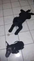 Cachorro raça Poodle e basset idade 1 ano nome Fiona e fred