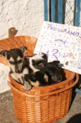 Famoso Neto, Branca