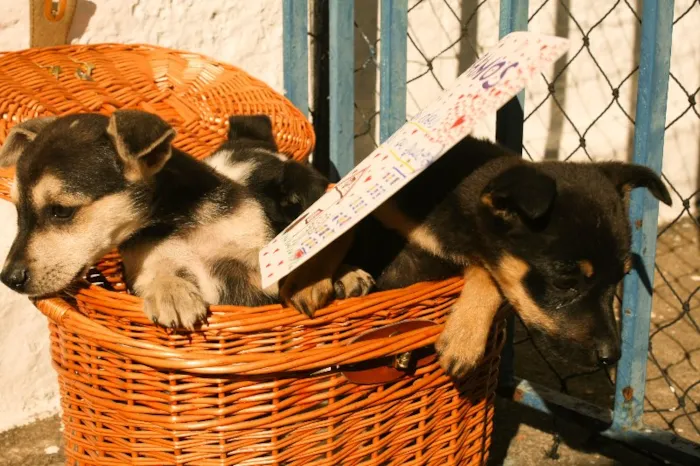 Cachorro ra a SRD idade 2 a 6 meses nome Famoso Neto, Branca