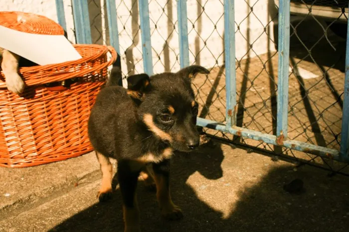 Cachorro ra a SRD idade 2 a 6 meses nome Famoso Neto, Branca
