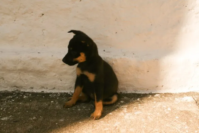 Cachorro ra a SRD idade 2 a 6 meses nome Famoso Neto, Branca