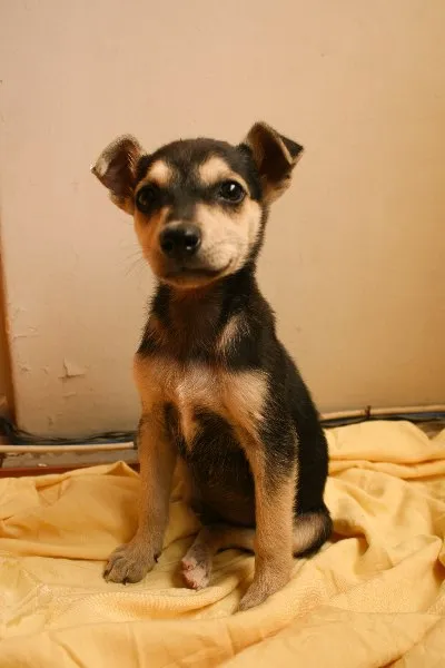 Cachorro ra a SRD idade 2 a 6 meses nome Famoso Neto, Branca