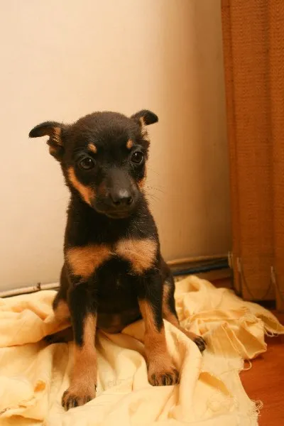 Cachorro ra a SRD idade 2 a 6 meses nome Famoso Neto, Branca