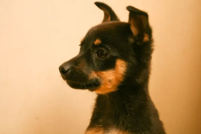 Cachorro ra a SRD idade 2 a 6 meses nome Famoso Neto, Branca