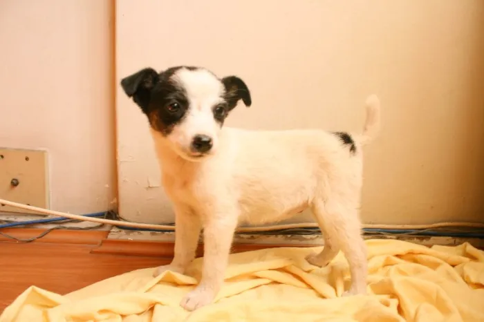 Cachorro ra a SRD idade 2 a 6 meses nome Famoso Neto, Branca