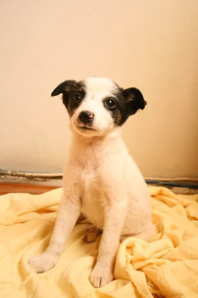 Cachorro ra a SRD idade 2 a 6 meses nome Famoso Neto, Branca